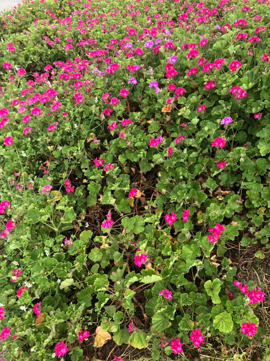 Tweet image 1