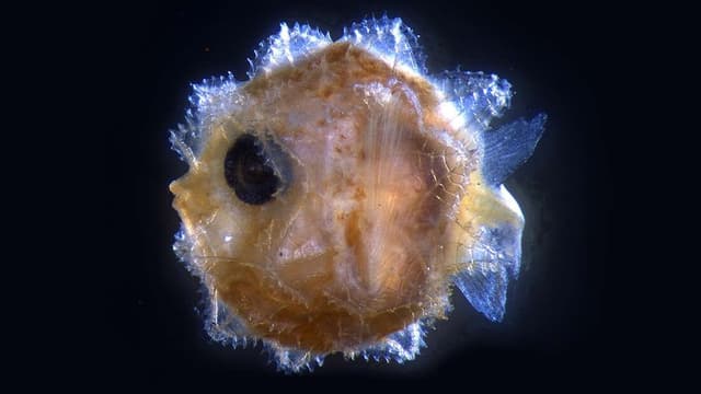 Quoted tweet image 1