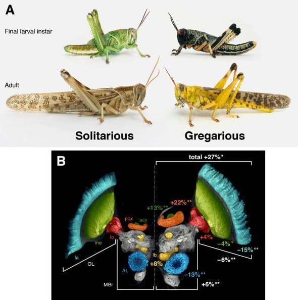 Quoted tweet image 1