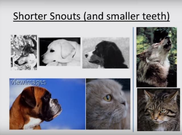 Quoted tweet image 3