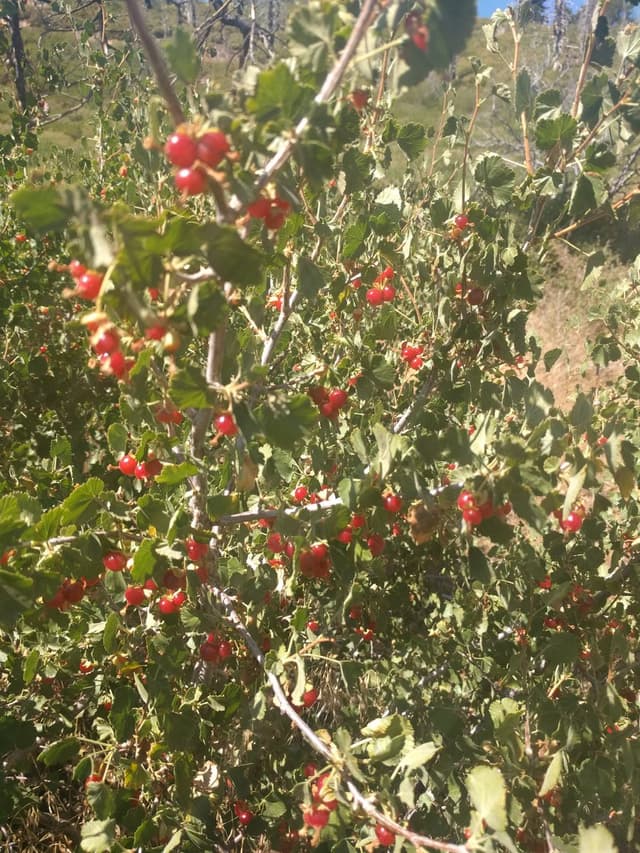 Quoted tweet image 1