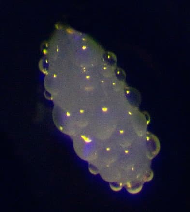 Quoted tweet image 1