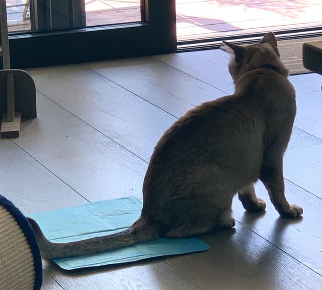 Quoted tweet image 1