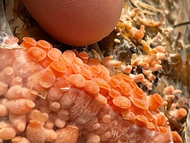 Quoted tweet image 4