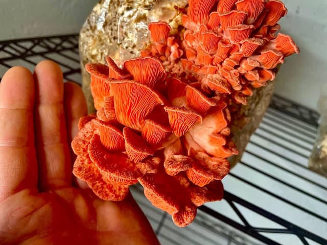 Quoted tweet image 1