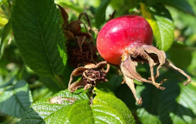 Quoted tweet image 1