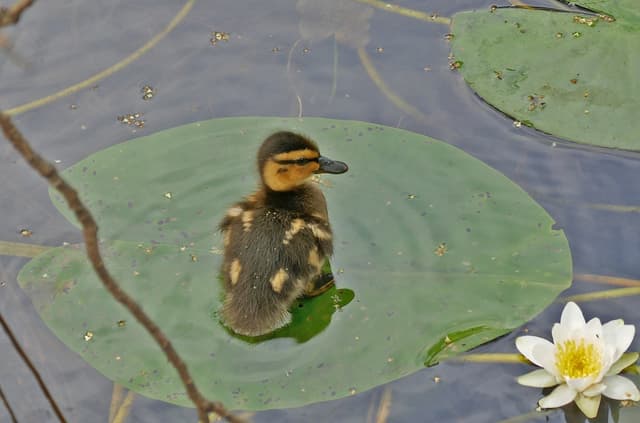 Quoted tweet image 1