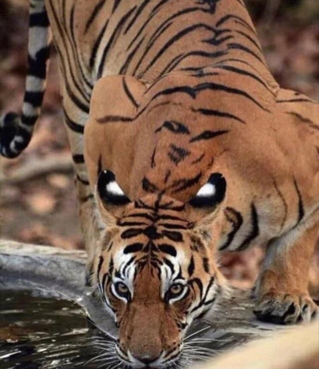 Quoted tweet image 1