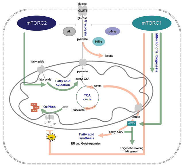 Quoted tweet image 1