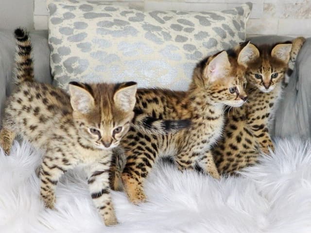 Quoted tweet image 1