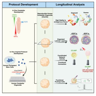 Quoted tweet image 1